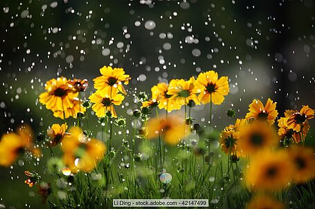 Sommerregen auf Blumenwiese