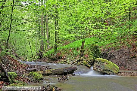 Viele kleine Fließgewässer im Kanton St. Gallen in schlechtem Zustand
