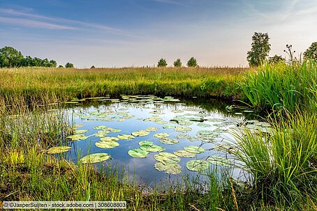 Teich mit Wasserlilien