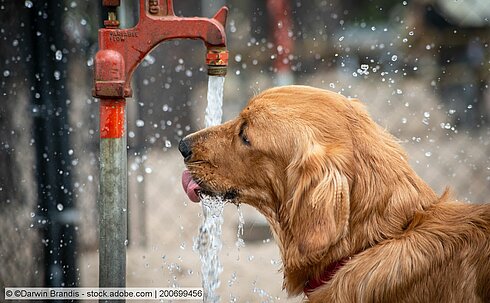 Hitze: Hund an Brunnen