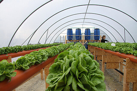 Projekt nutzt Abwasser-Wiederverwendung für Anbau von Salat