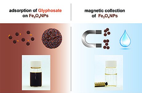 FAU-Forscher entfernen Glyphosat mithilfe eines Magneten aus dem Wasser
