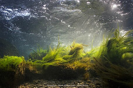 Algen im Flusswasser