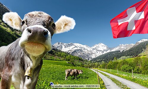 Schweiz: Kuh vor Alpen und Flagge